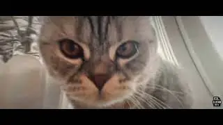 Эдит с котом