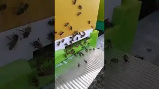 пыльца осень важна для пчёл. 