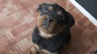 Щенок выбирает что поесть, что делать? Ответ