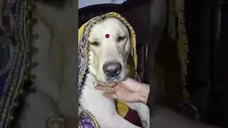 Cute labrador 