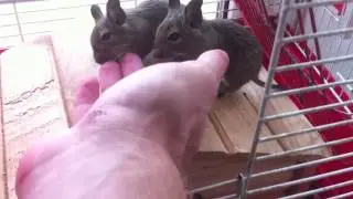 Degu