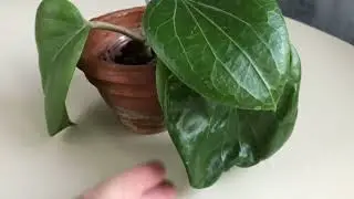 Хойи с большими листьями. Hoya with big leaves