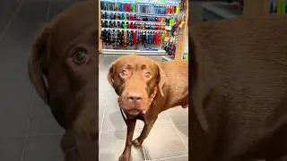 Sam 🐶 buys new toy 🧸