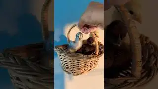 Unveiling the Ultimate Chick Magnet: What's Inside My Basket Will Shock You! #shorts #chicks #chick