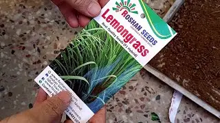 Lemongrass seeds sowing method
