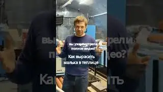 Как вырастить малька в теплице #рыба #теплица #осетр