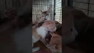 vicky babies are playing