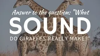 What SOUND do giraffes make & why can't we hear them?