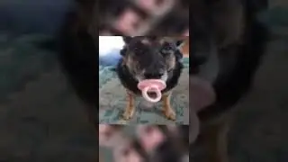 Хз че песать