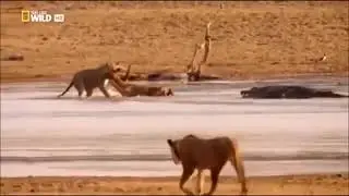 Crocodile vs Lions - Crocodile wins the Kill