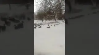 Утки в парке