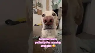 Labrador Waits Patiently For Morning Snuggles 🥰 #labrador #dog #adorable #puppy #love #cute #cuddle