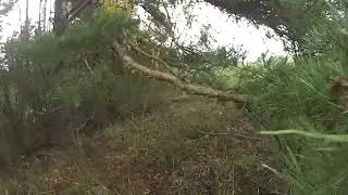 Первая встреча Дэзи  с зайцем
