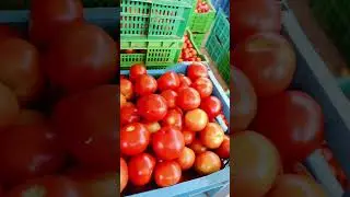 Punganur tomato MSM 🍅🍅🍅 2/09/2024 #smartphone #punganurtomatomarket #tomato #tomatomarket
