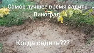когда садить виноград??? самое лучшее время для посадки винограда.