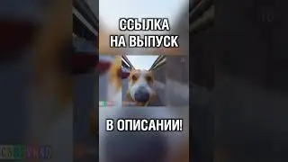 Свежие новости от пёселя-корреспондента 
