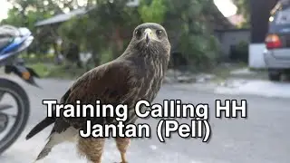 🔴 Harris Hawk (HH) / training Pell HH jantan / video first utk tahun 2022 🤦🏻