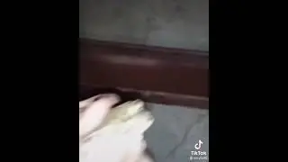 я в детстве дрисерую лягушку 🐸
