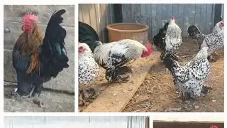 Dwarf Chickens of the Millefleur Breed at Farid's farm