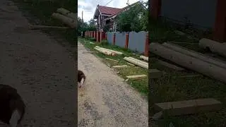 #Сосед строит деревянный #дом #мечта #бордерколли завидуют #собака #ямиледисказка @Mila_PopDog