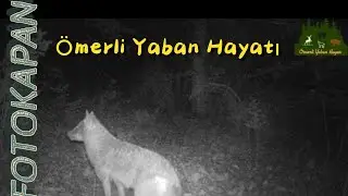 İstanbul da inanılmaz #fotokapan görüntüleri #wildlife #nature #deer #wolf