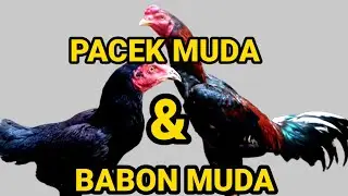 BELAJAR BERTERNAK AYAM BANGKOK PEMULA