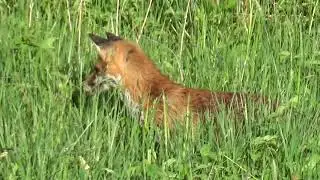 Fuchs beim Beutesprung