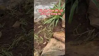 Hoa mười giờ mix #1 #shorts #hoamuoigio  #hoamườigiờ