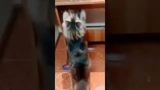 Попугай 🐓 Рикко играет с мячиком и защищается от кота 🐈 #попугай #parrot #shorts #кот