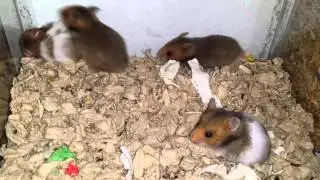 Baby hams day 22: almost time to leave the nest!