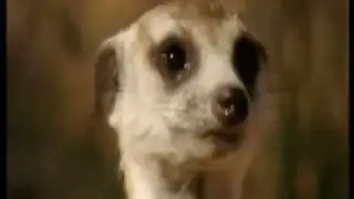 Meerkat Roleplay!:: Jonathan nags Phoenix... desperately ~(Spoof! :))~