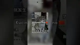 The Cat That Burned Down Its Owner's House, Losing Rp. 226 Million 🇨🇳 