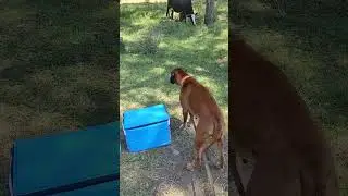 Немецкий боксёр Харлюша прогоняет коров #germanboxer #funnydog #dog #батуми