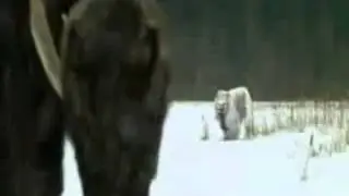mamut kalıntısı 5000 yıllık