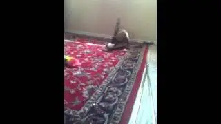 Cute puppy dog playing with it's toy