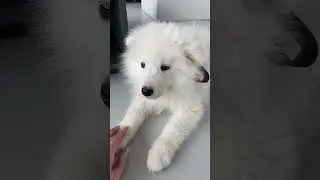 Щенок самоед Барри🐶 inst: samoed_spb