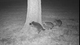 Caught on camera! The St. Louis Wildlife Project captures animal diversity and interactions