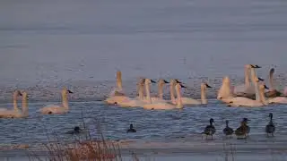 Trumpeter and Tundra Swans Apr 6 23