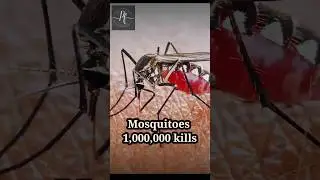 People's Die Per Year in Animal attacks | Planet Falls