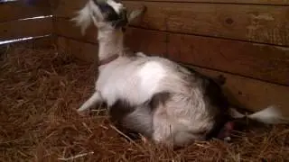 FULL Goat Birthing Video - From START to FINISH!