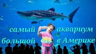 Самый большой аквариум в мире с 2005 по 2012 год. Остается самым большим в Америке😃
