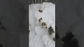 Джек рассел терьер