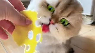 Hungry Cats Eat Cheese
