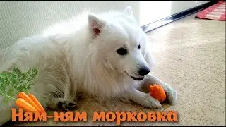 Шпиц и морковка
