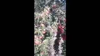 Садовод из Сартукая сетует о низком спросе на персики