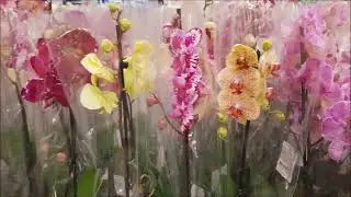 Леруа Мерлен.САД И ОГОРОД. /Обзор Семян : Ампельная Петуния, Томаты. Завоз Орхидей!!!#ЛеруаМерлен