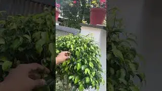 #gardening