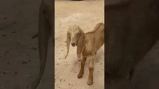 Cria da casa 🥰 #nordeste #interior #video #shorts #criação #bode