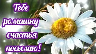 Тебе ромашку счастья посылаю! Красивое пожелание доброго вечера!