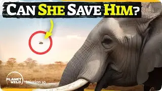 Using elephants biggest fear to save them